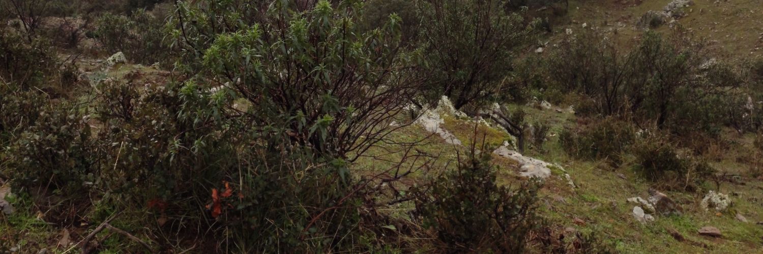 sr_manufv's profile banner image