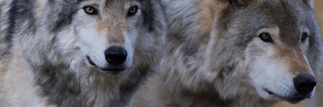 paulieu2's profile banner image