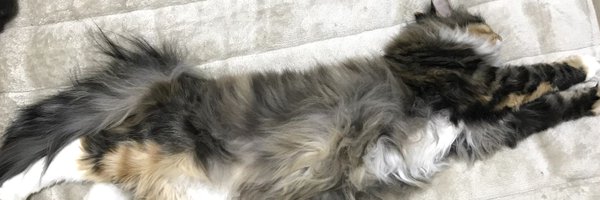 ramhachi888 Profile Banner