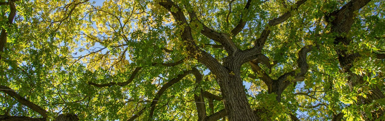 DanniLuksich's profile banner image
