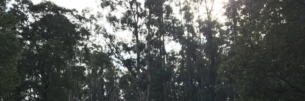 sole_c's profile banner image