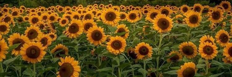 Sunflower🌻 banner