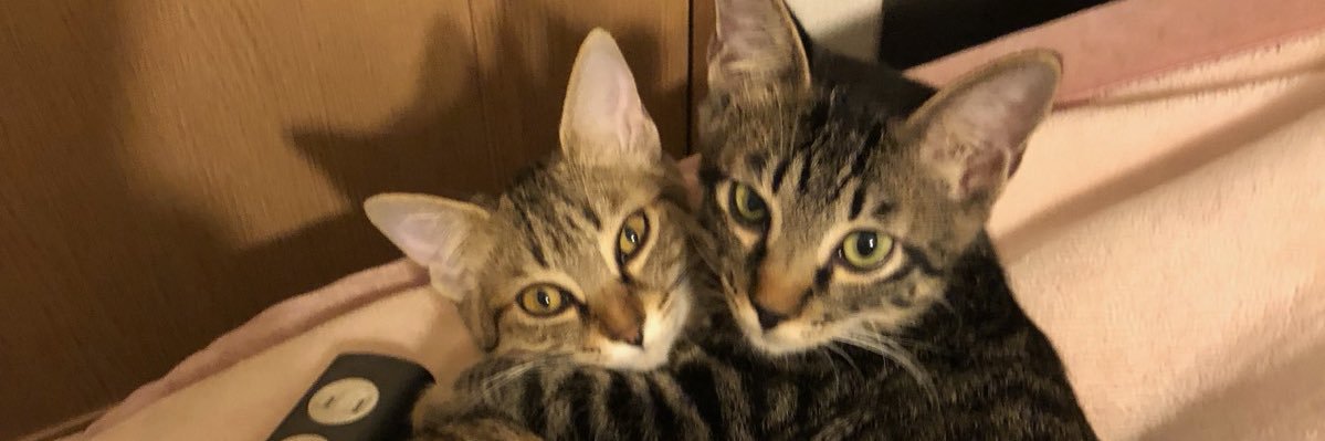 kitamuraTa51145's profile banner image