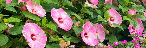 tianydavis Profile Banner