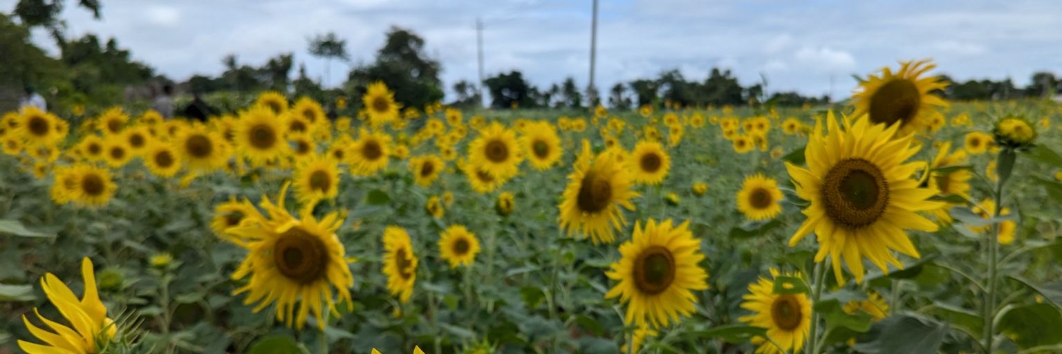 Qubit Qola 🐝🌻🐬 banner