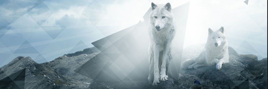 ecekkece's profile banner image
