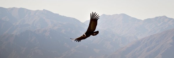 Condorcomputing Profile Banner