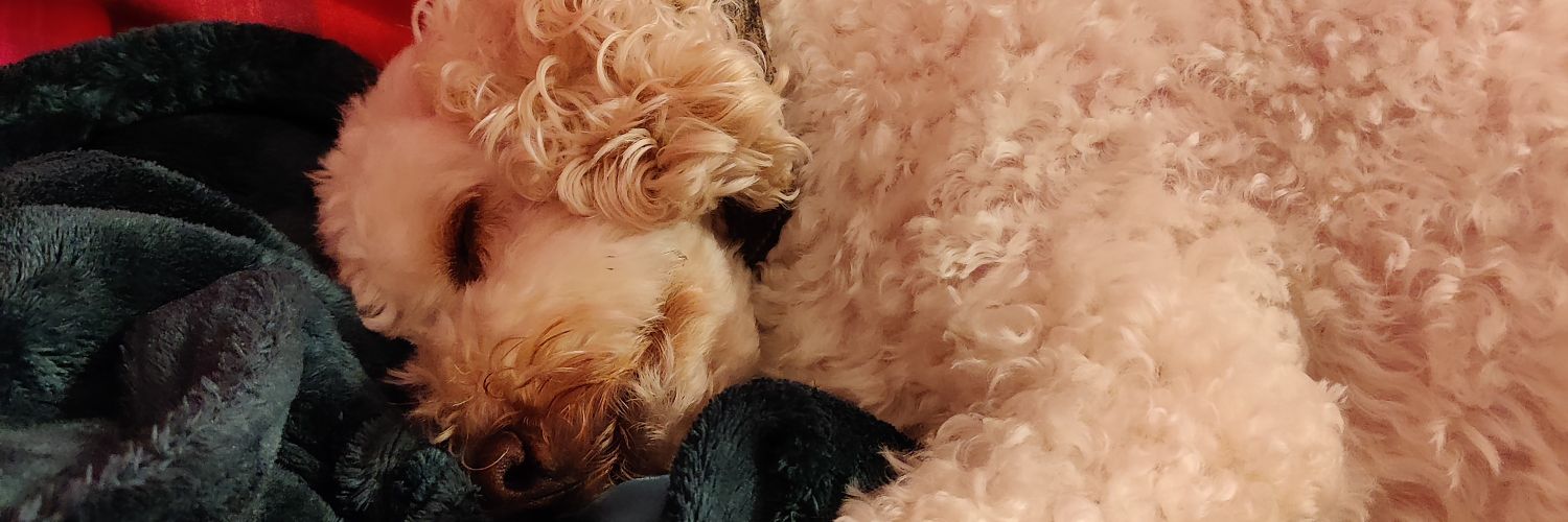 RachelJHamilton's profile banner image