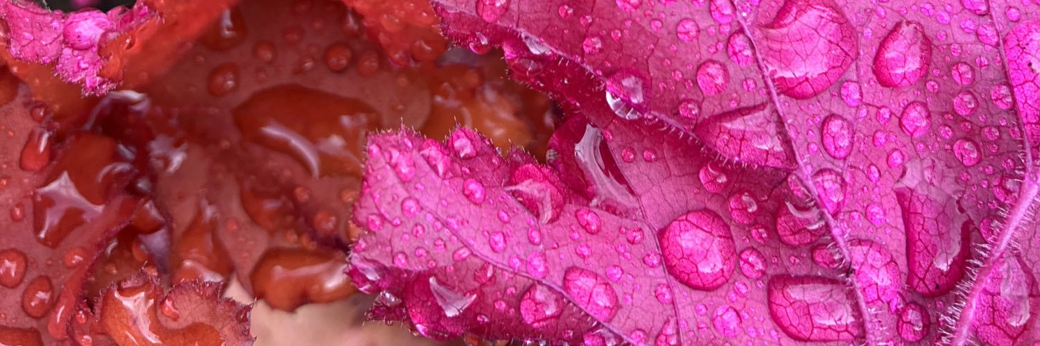 Kaye Sedgwick-Jones banner