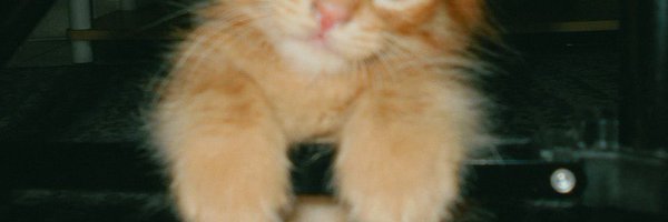 Syamilaaa_ Profile Banner