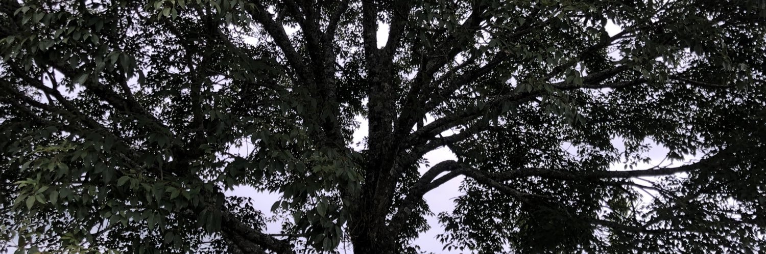 kakau_'s profile banner image