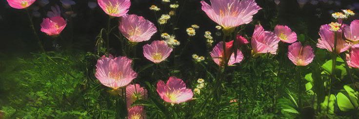Uncorazonfloral's profile banner image