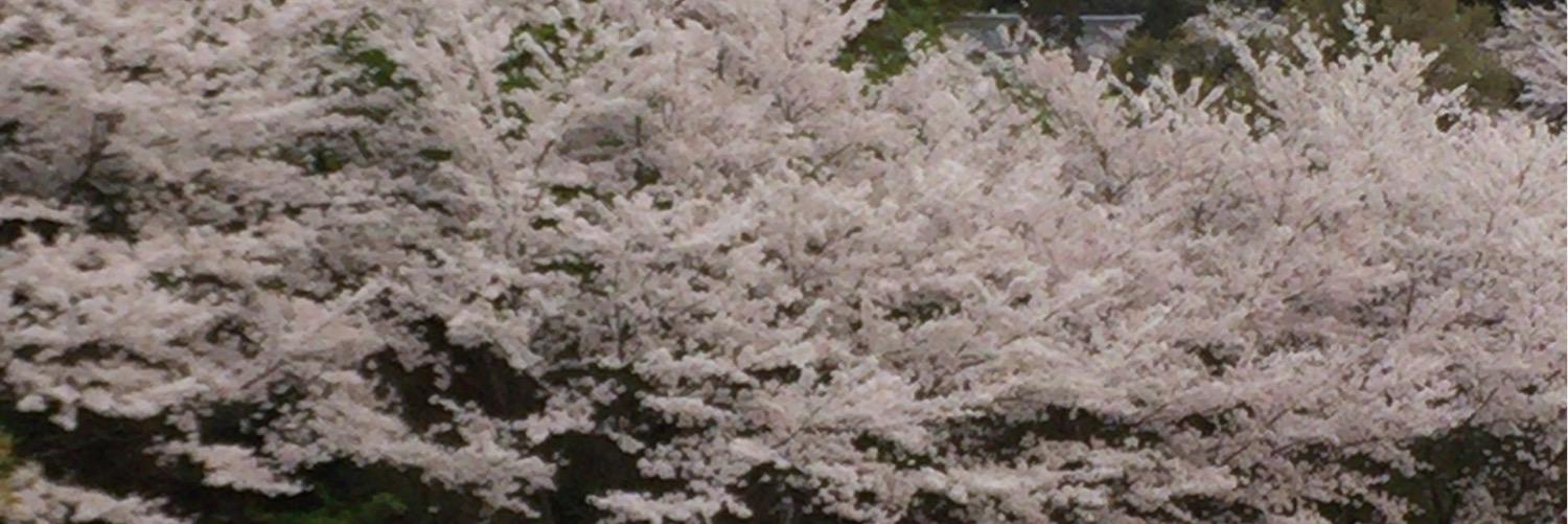 juncyan3's profile banner image