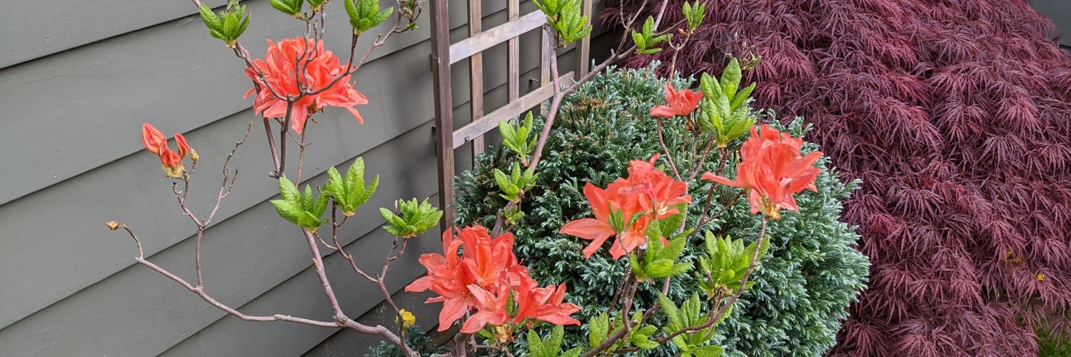 David Behroozi banner