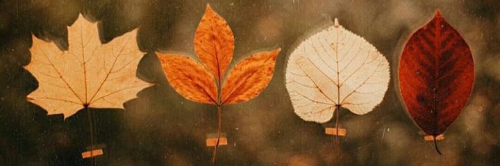 ayaMuza's profile banner image