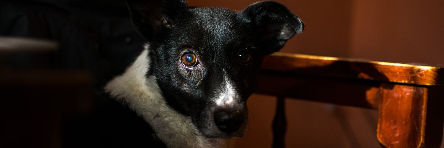 milaaafernandez's profile banner image