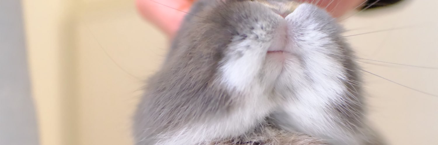 うさぎのびび banner