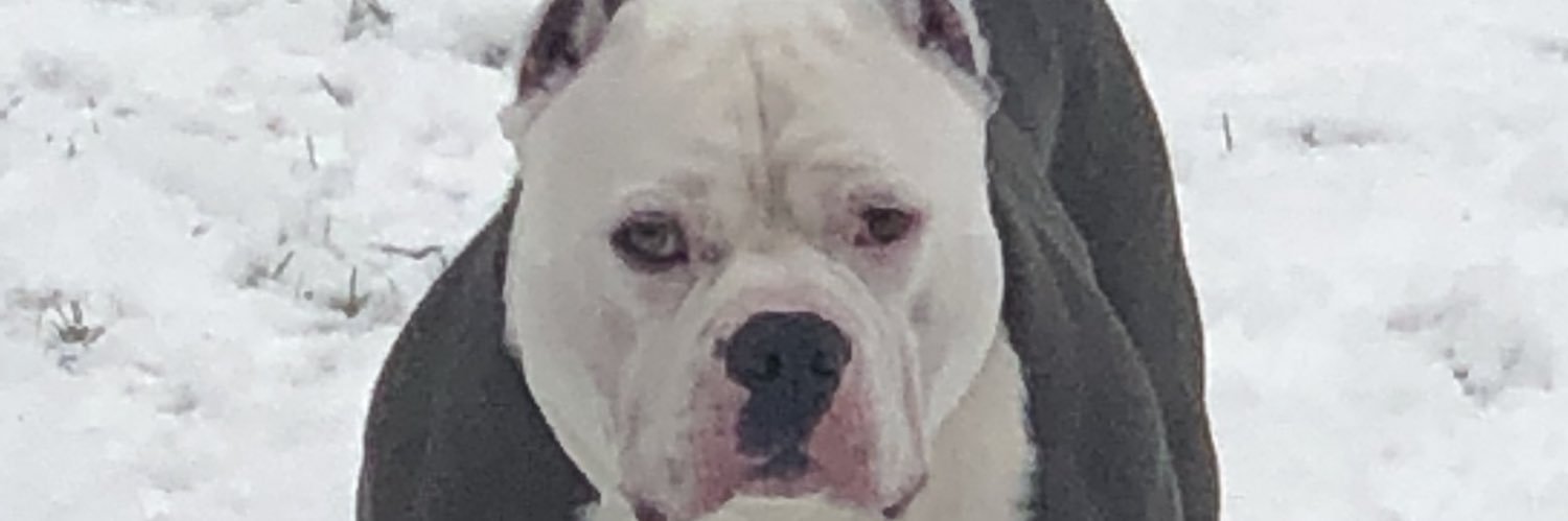 GDUBSworld's profile banner image