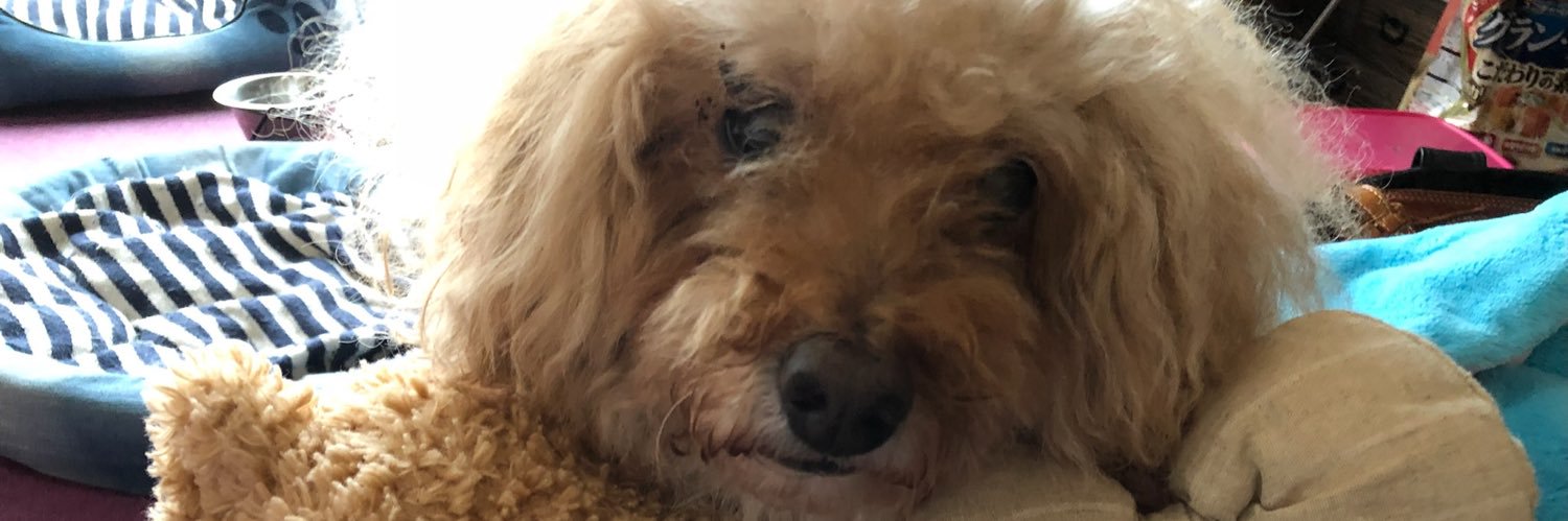 なるみ/ピッキー🐶 banner