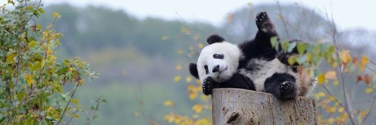 panda centhil banner