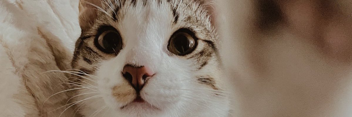 laselenee's profile banner image