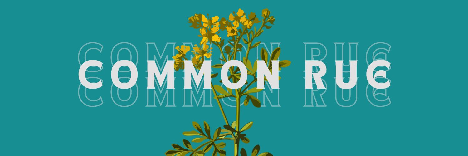 Arruda 🌿 banner