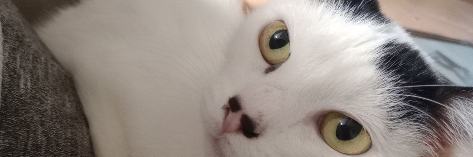 AgussTorrees's profile banner image