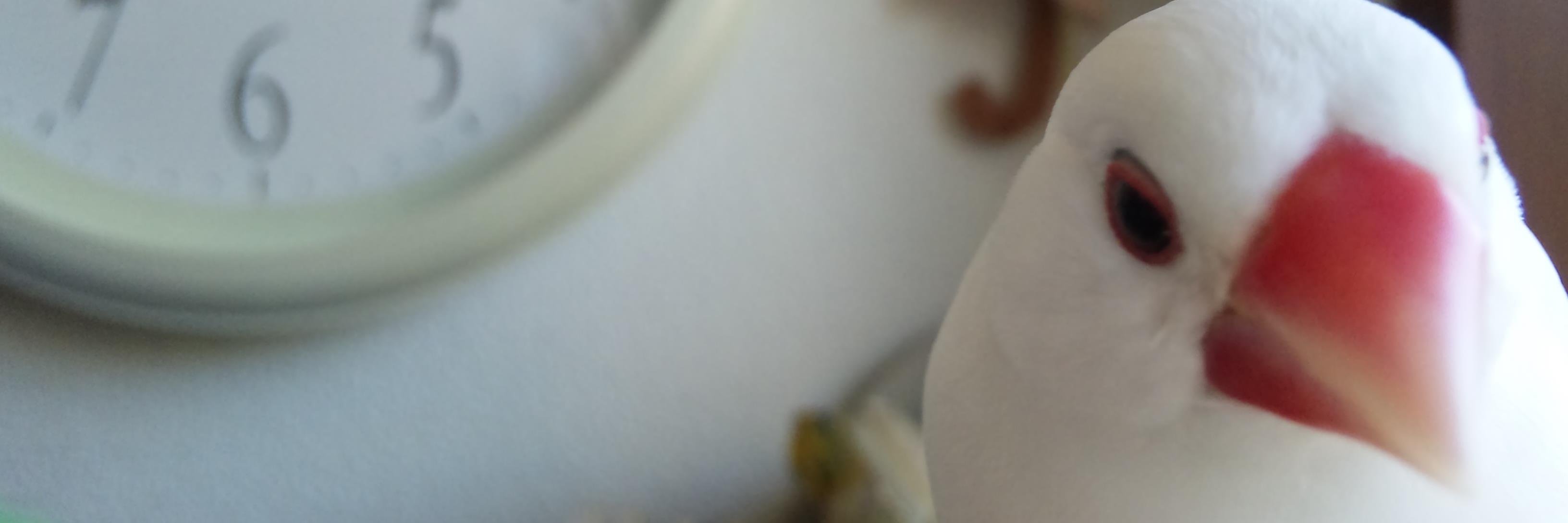 satomi0005's profile banner image