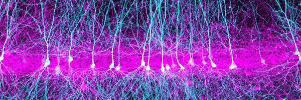 I2Janelia Profile Banner