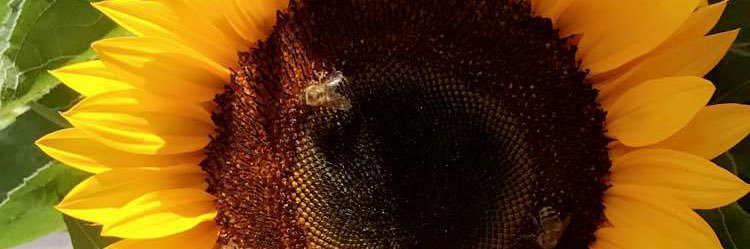 MadySplanTastic's profile banner image