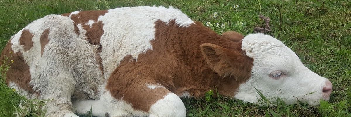 ؘ sonatta ‌‌✿ banner