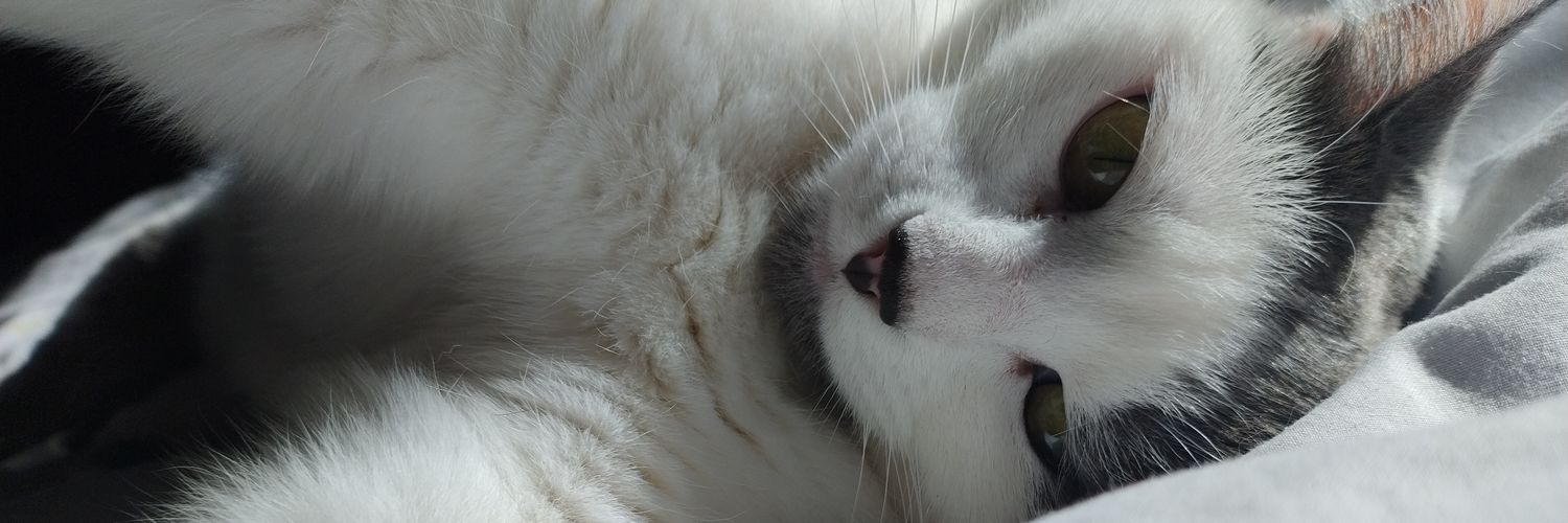 moreeefunes's profile banner image