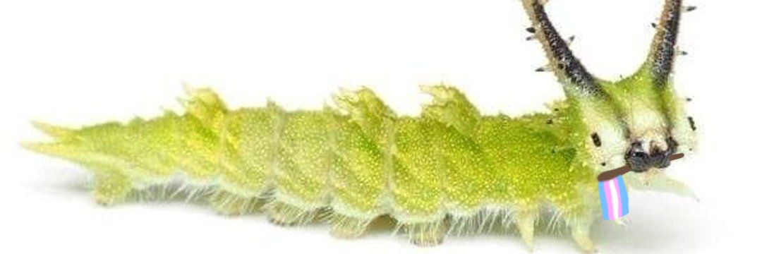 く⁠コ⁠:⁠彡's banner