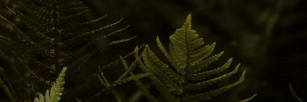 mon__eve's profile banner image