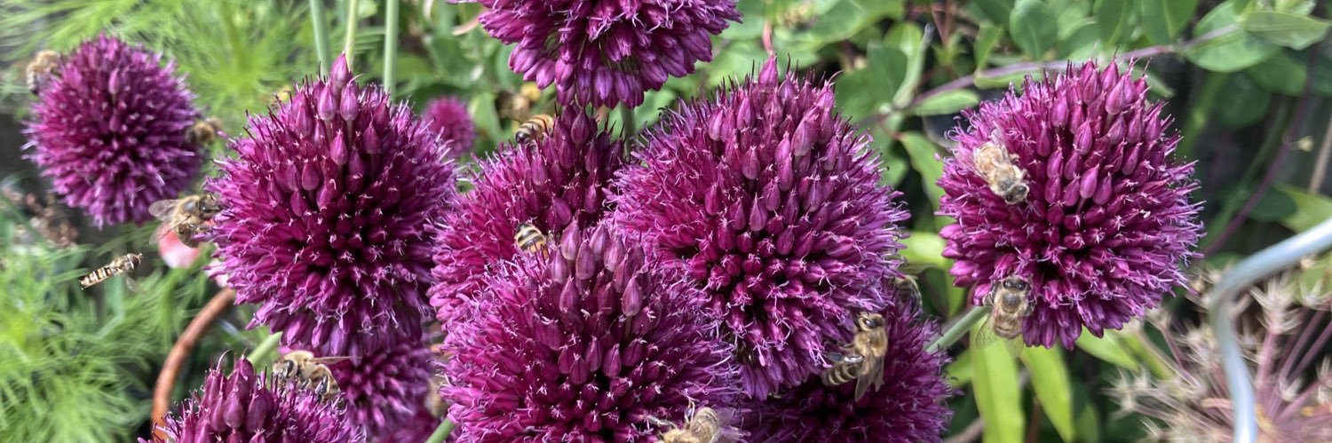 Julie D 👵🏻🧶🧵🌱 banner