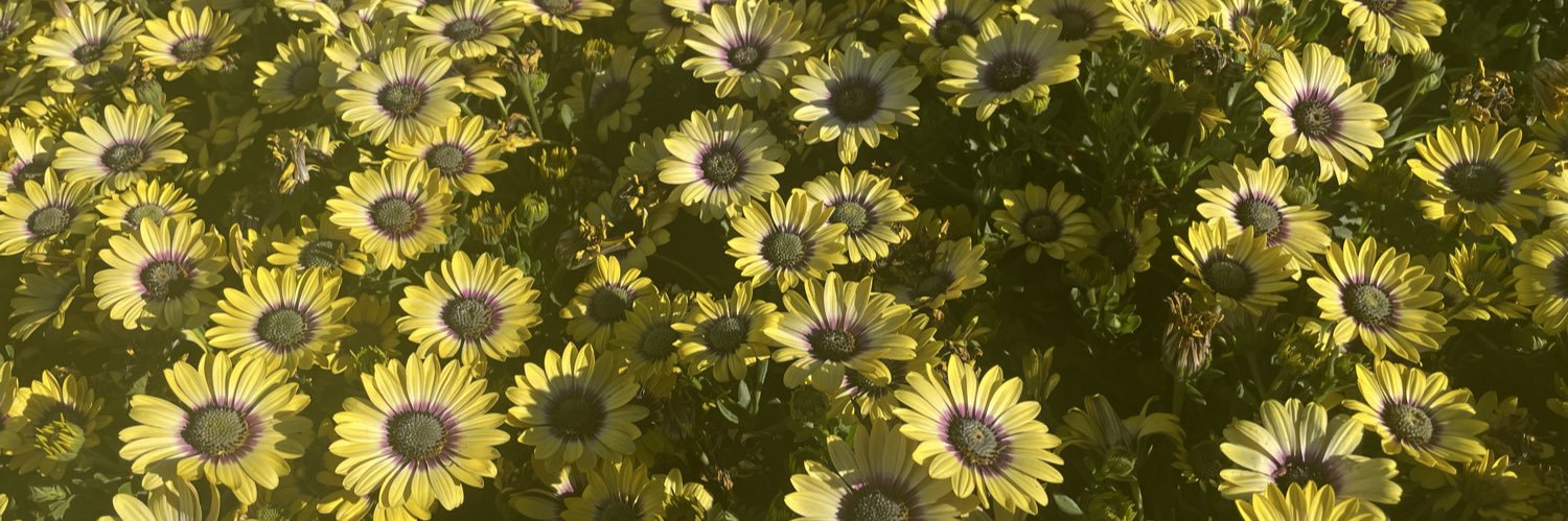 RoseRed1791's profile banner image