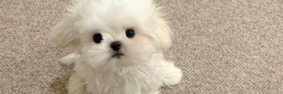 丸子丸子烧烤 banner