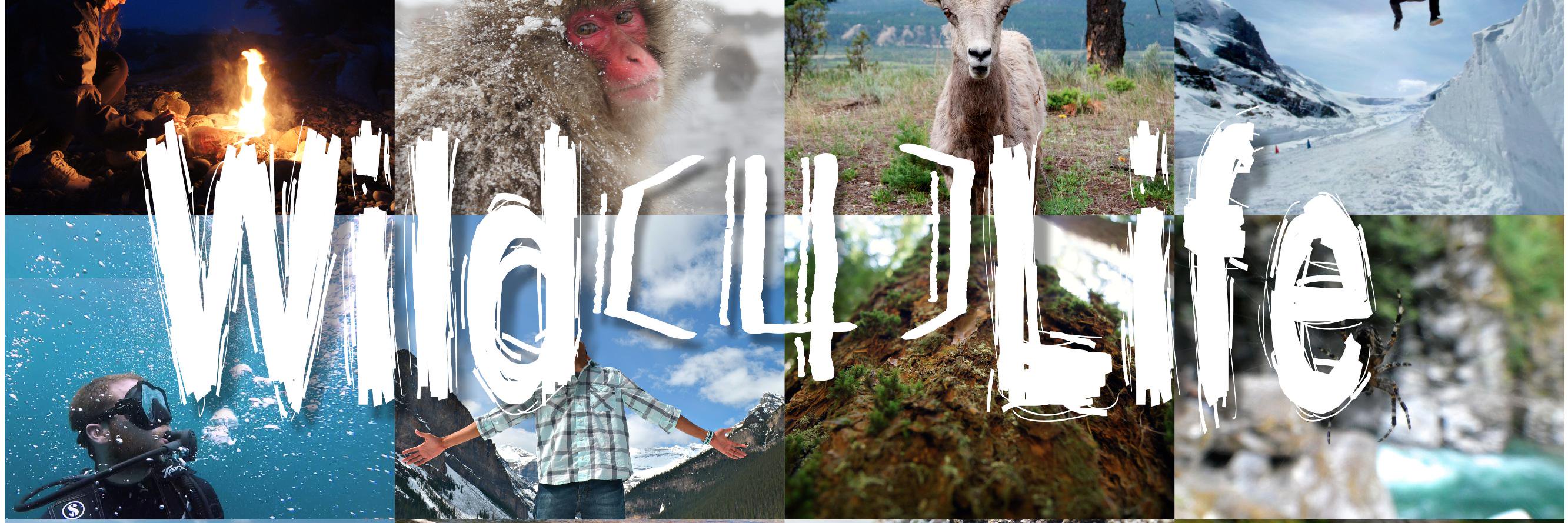 wild4lifemedia's profile banner image