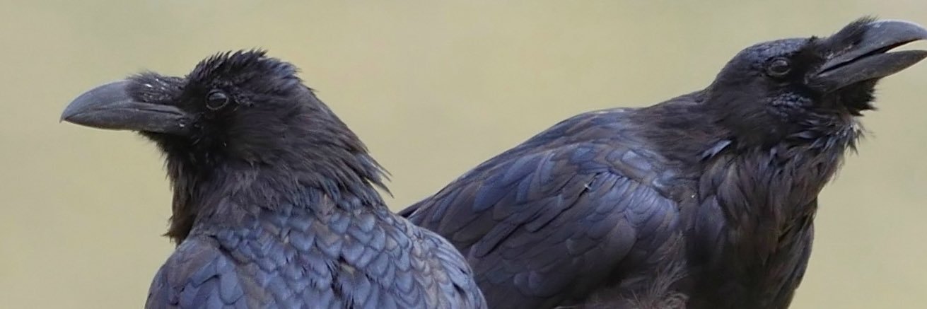 Ravens of Hope's banner
