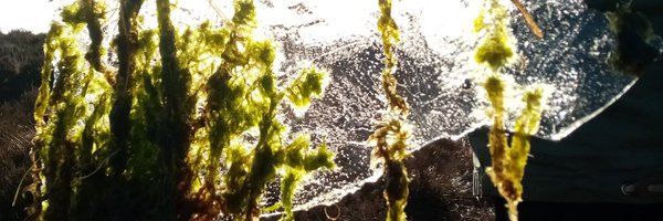 zoe_h_oreilly Profile Banner