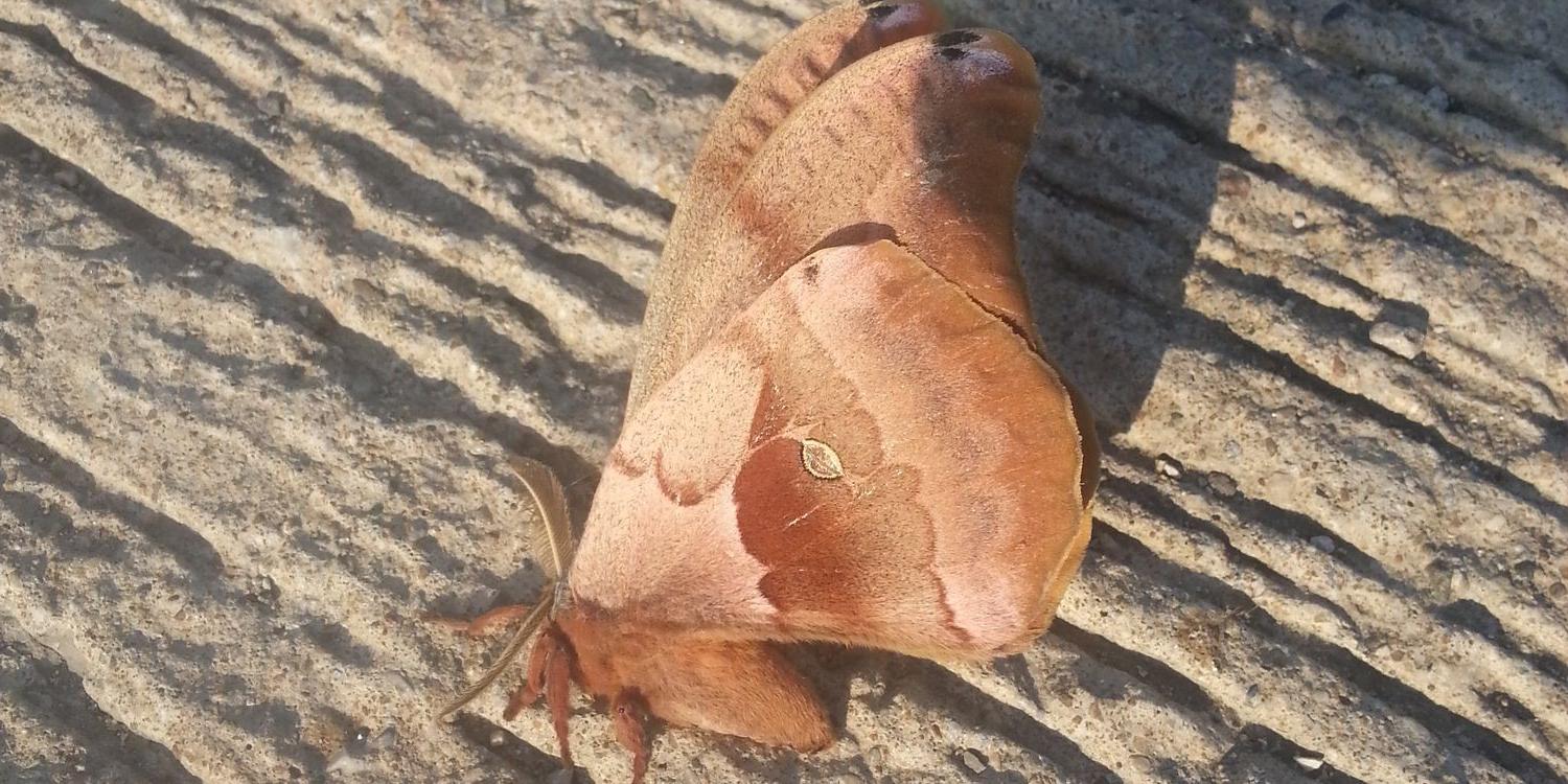 EntomoLogical's profile banner image