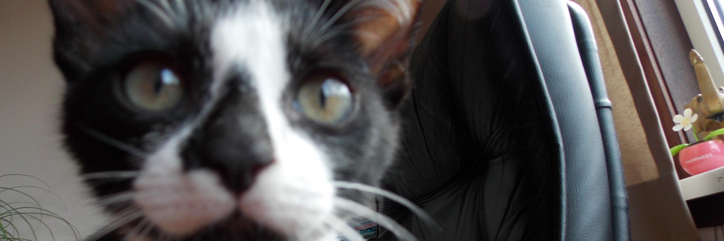 MaeveS's profile banner image