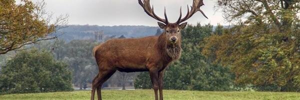 Theresa Kelleher banner