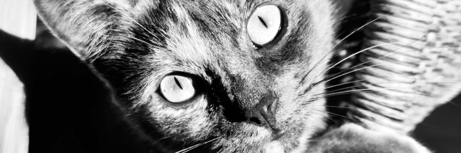 boubou_q's profile banner image