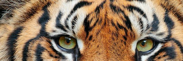 amay_zinggdev Profile Banner