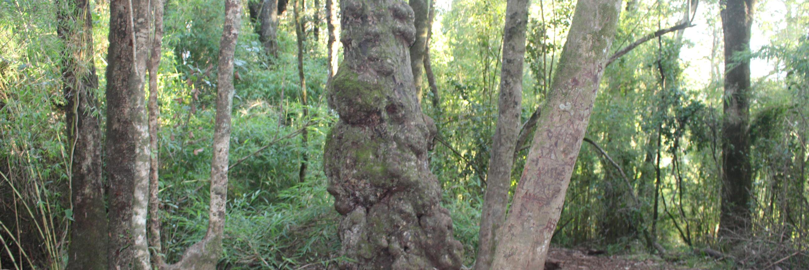 Aarón Menares Pavez banner