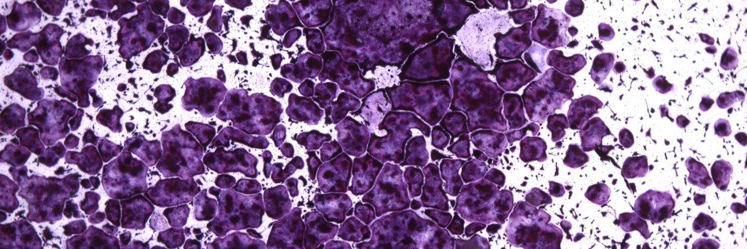 Kristina Nicole Valladares, MS banner