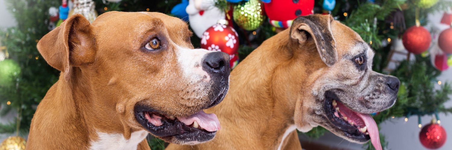 Rakel Rodriguez banner