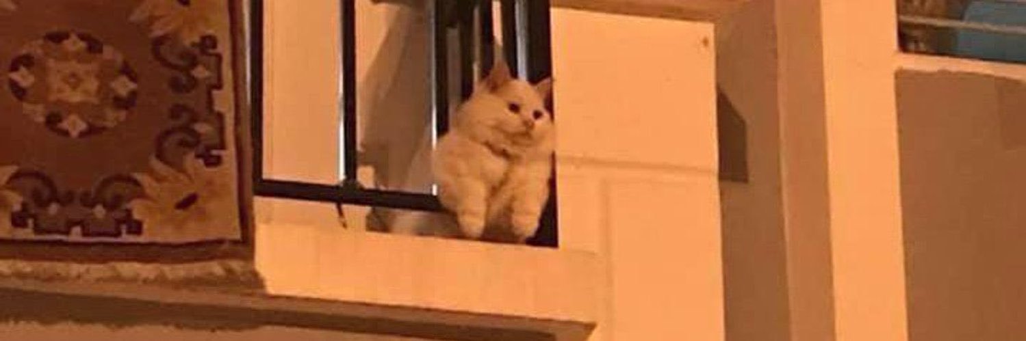 memes estranhos banner