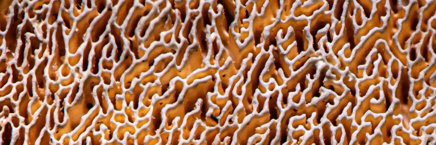 Lain 🎷🐛 banner